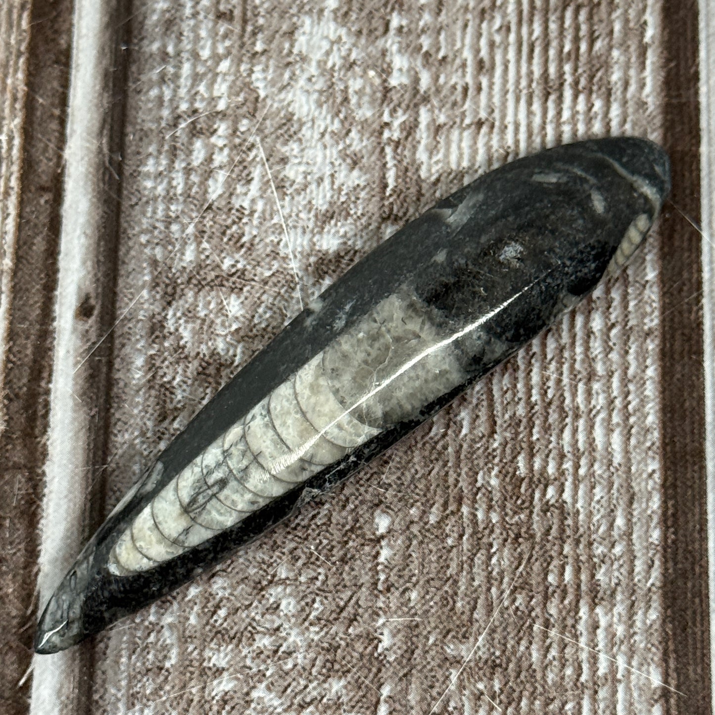 Orthoceras