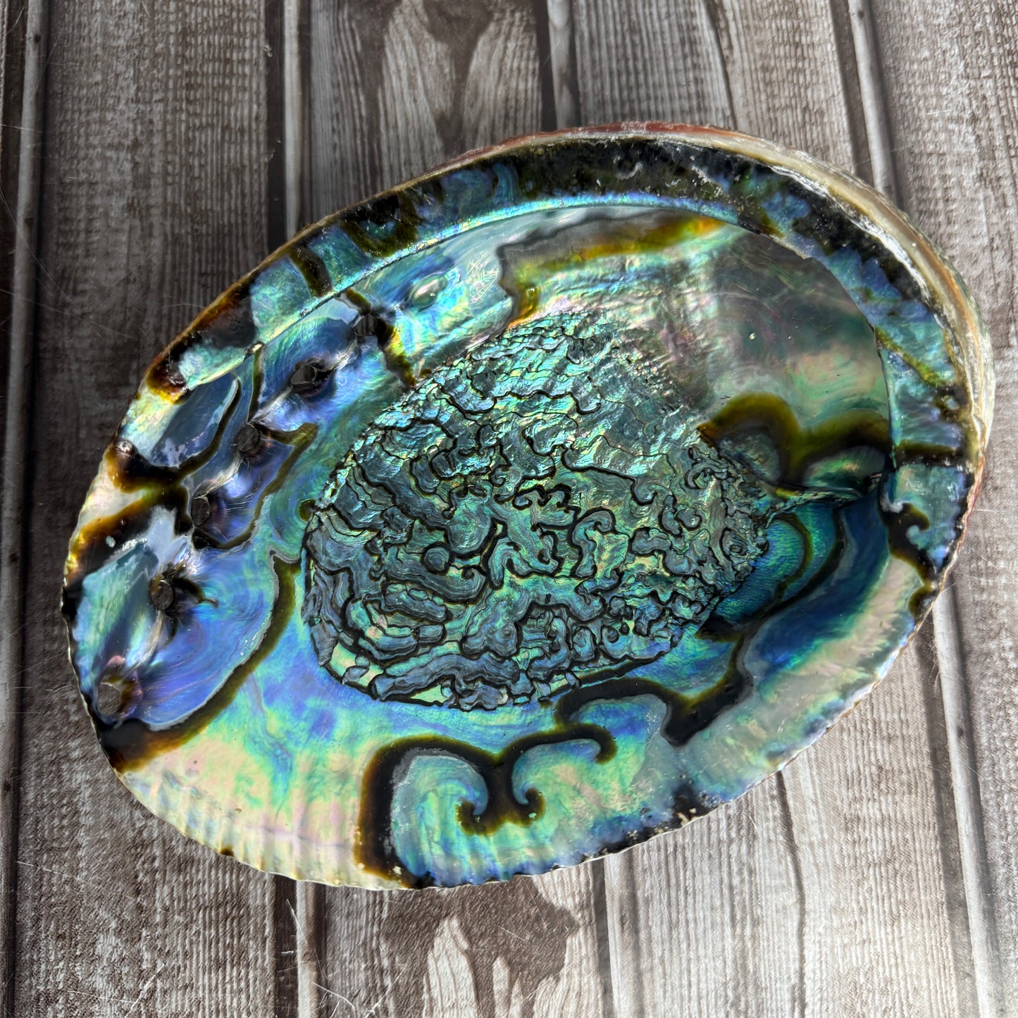Abalone Shell