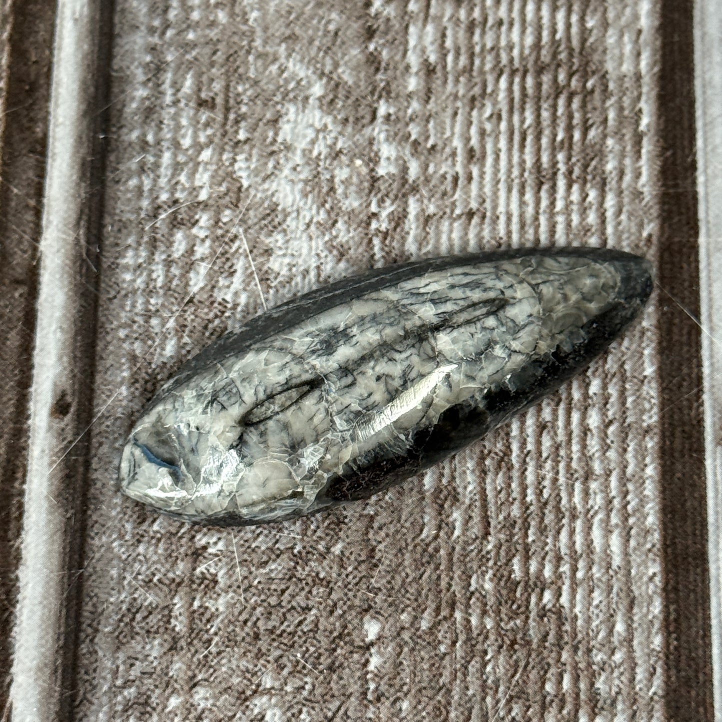 Orthoceras