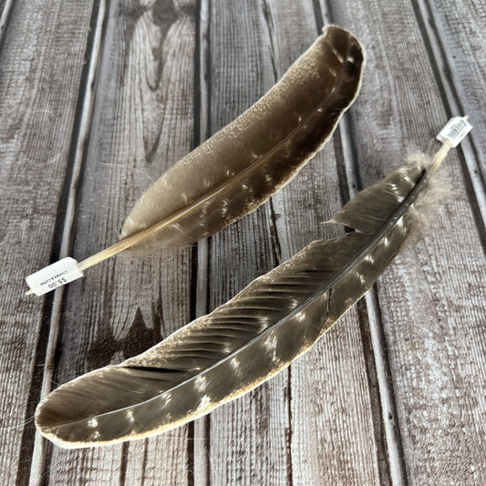 Turkey Feather