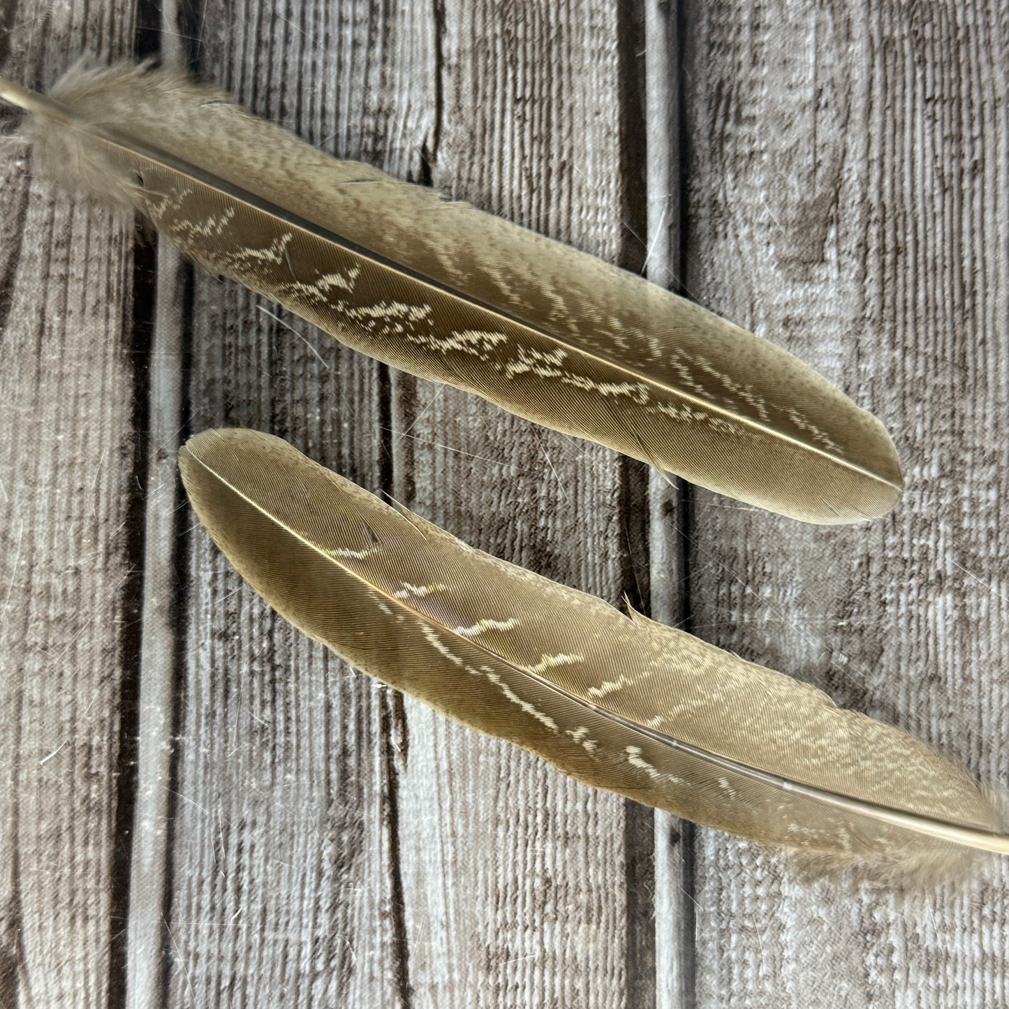 Turkey Feather