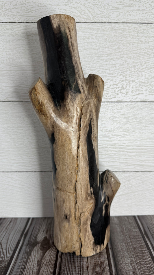 Petrified Wood Branch