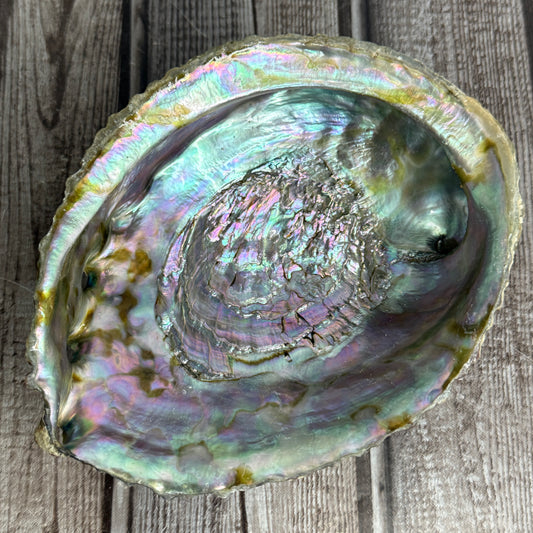 Abalone Shell
