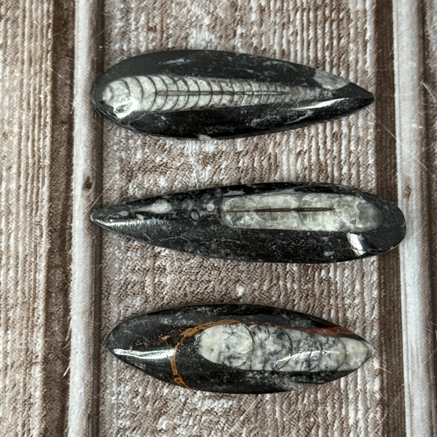 Orthoceras