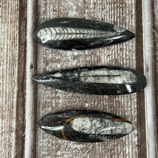 Orthoceras