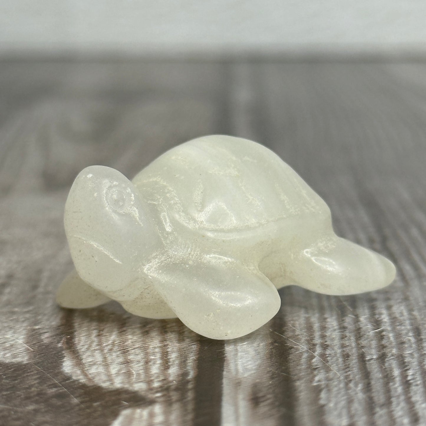 Sea Turtle
