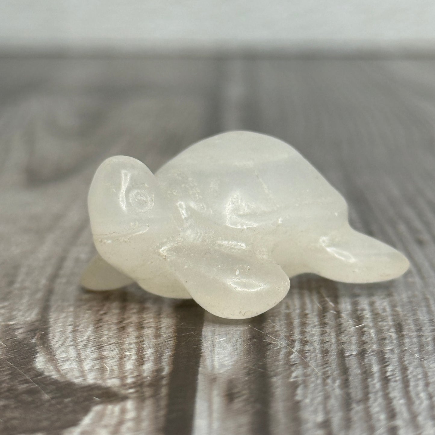 Sea Turtle